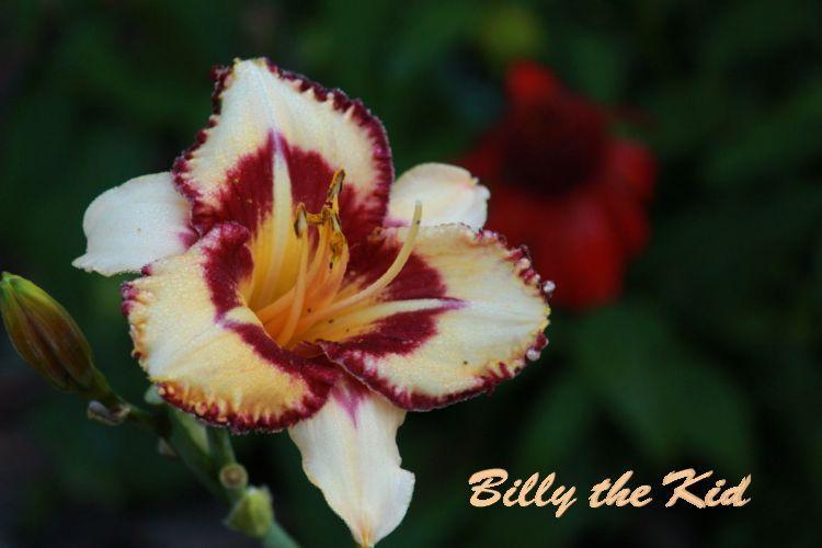Photo of Daylily (Hemerocallis 'Billy the Kid') uploaded by tommy71