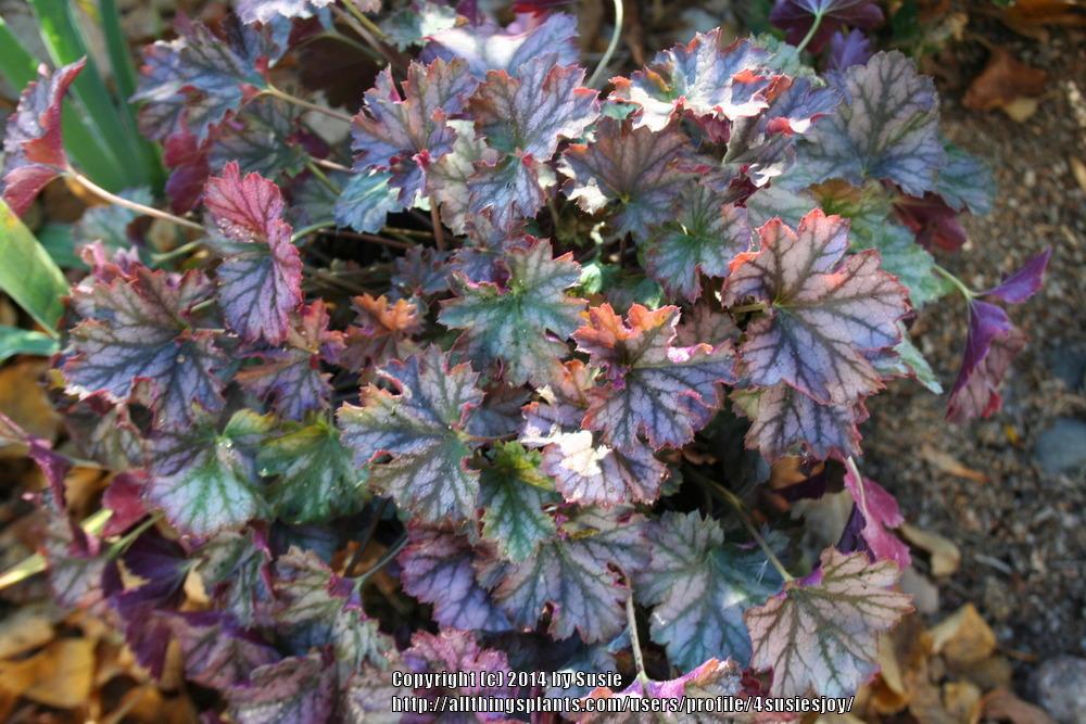 Photo of Coral Bells (Heuchera Harvest™ Burgundy) uploaded by 4susiesjoy