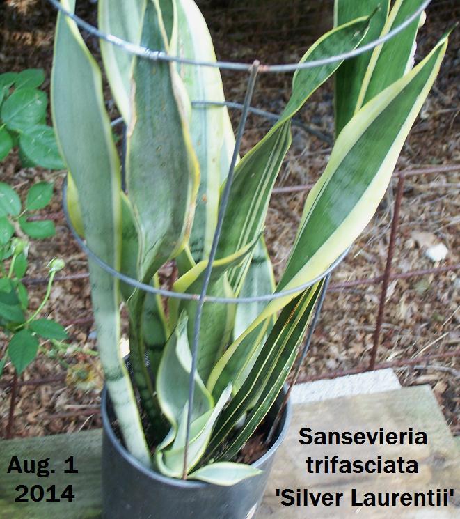 Photo of Snake plant (Dracaena trifasciata 'Silver Laurentii') uploaded by Stush2019