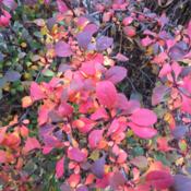 Pretty fall color