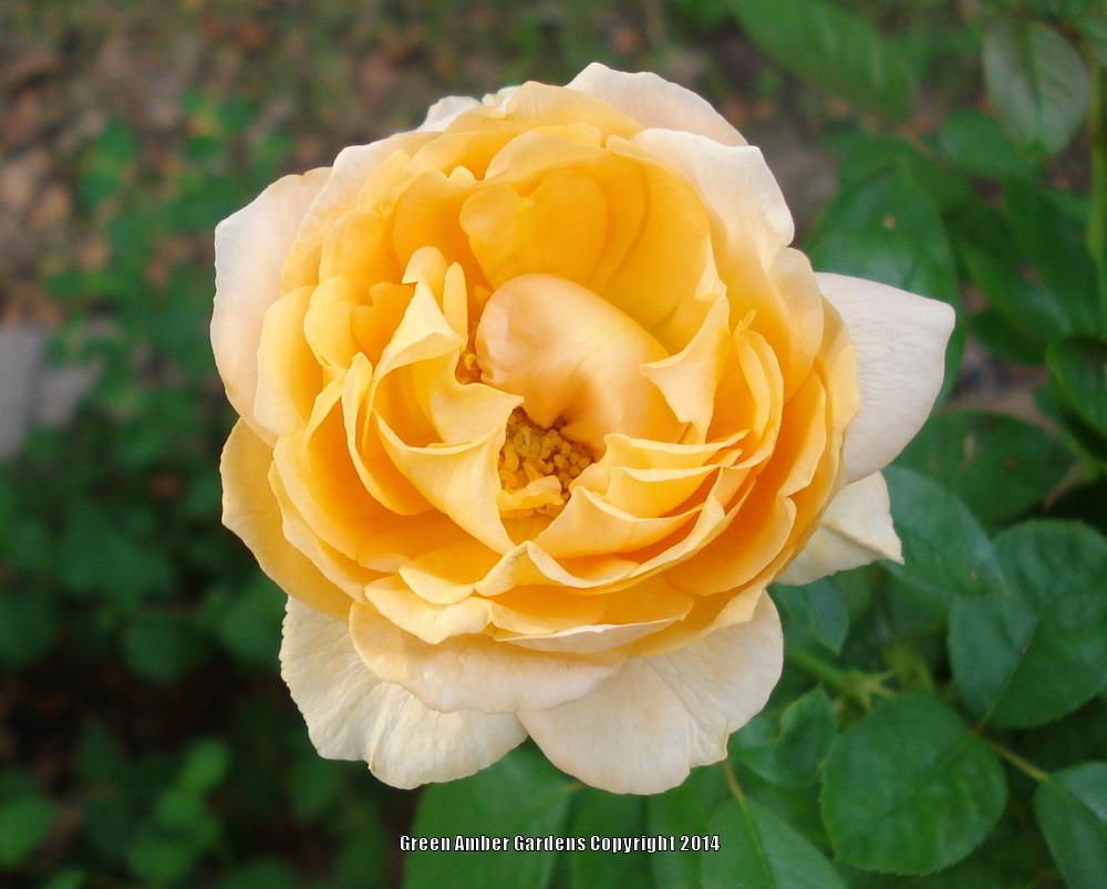 Photo of Floribunda Rose (Rosa 'Julia Child') uploaded by lovemyhouse