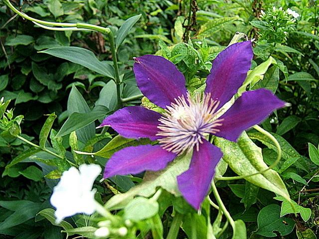 Photo of Clematis Anna-Louise™ uploaded by pirl