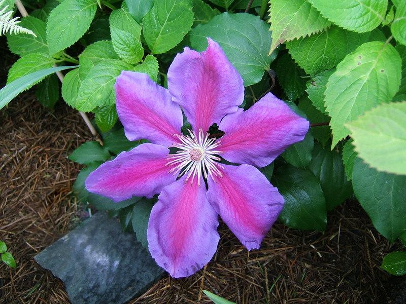 Photo of Clematis Anna-Louise™ uploaded by pirl