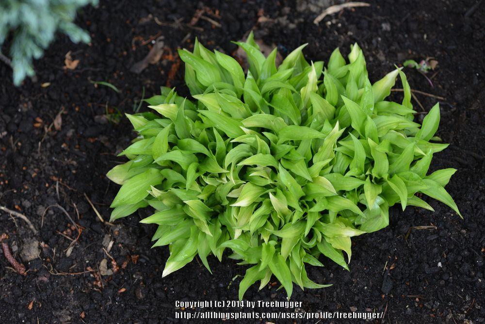 Photo of Hosta 'Dragon Tails' uploaded by treehugger