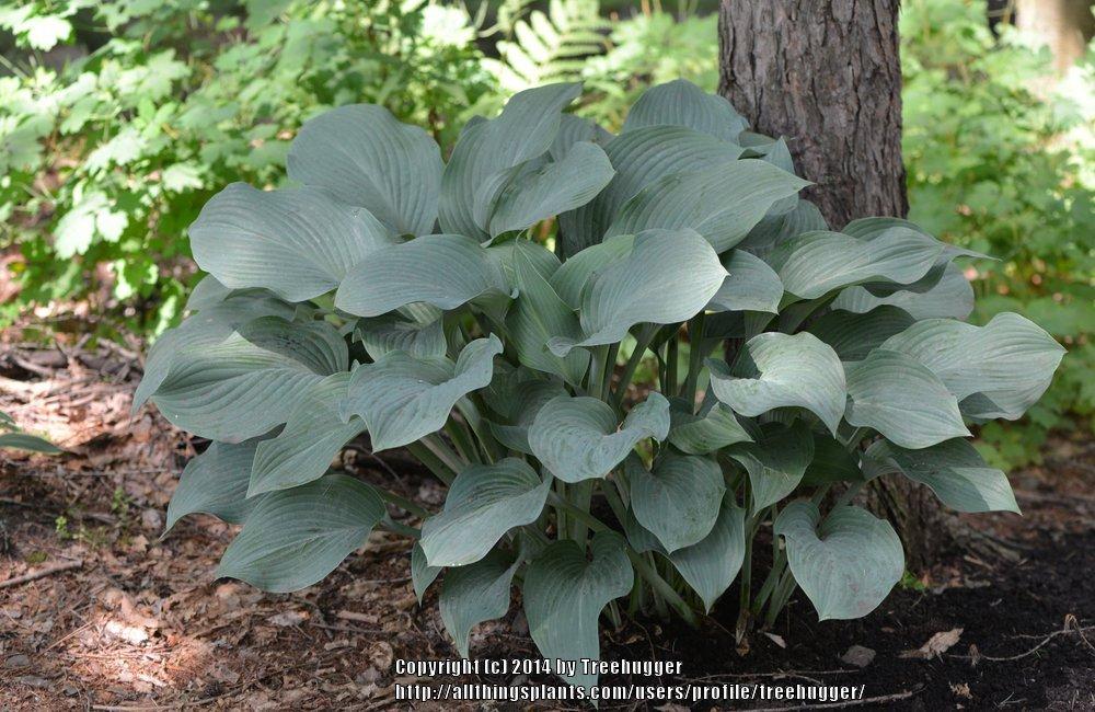 Photo of Hosta 'Halcyon' uploaded by treehugger
