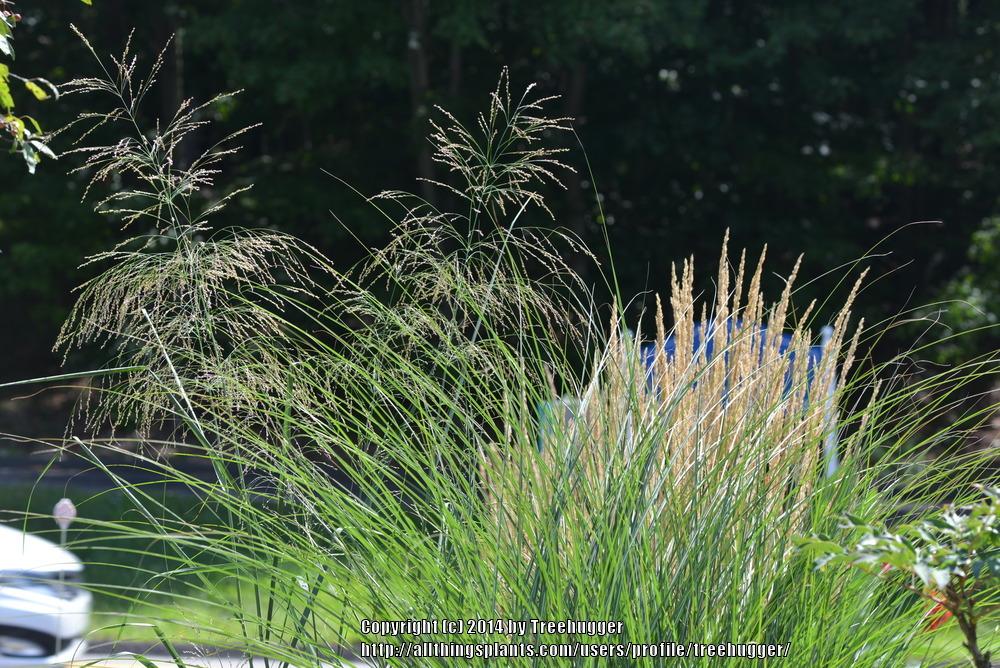 Photo of Switch Grass (Panicum virgatum 'Cloud Nine') uploaded by treehugger