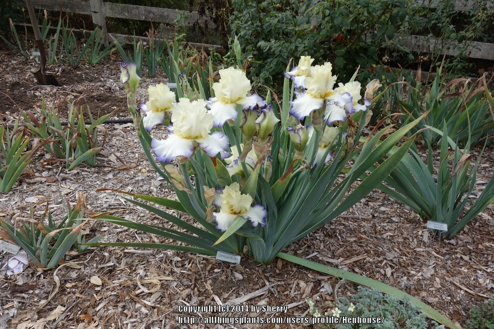 Photo of Tall Bearded Iris (Iris 'Spring Bliss') uploaded by Henhouse
