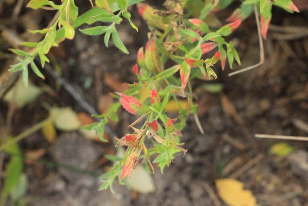 Photo of California Fuchsia (Epilobium canum subsp. garrettii Orange Carpet®) uploaded by Skiekitty