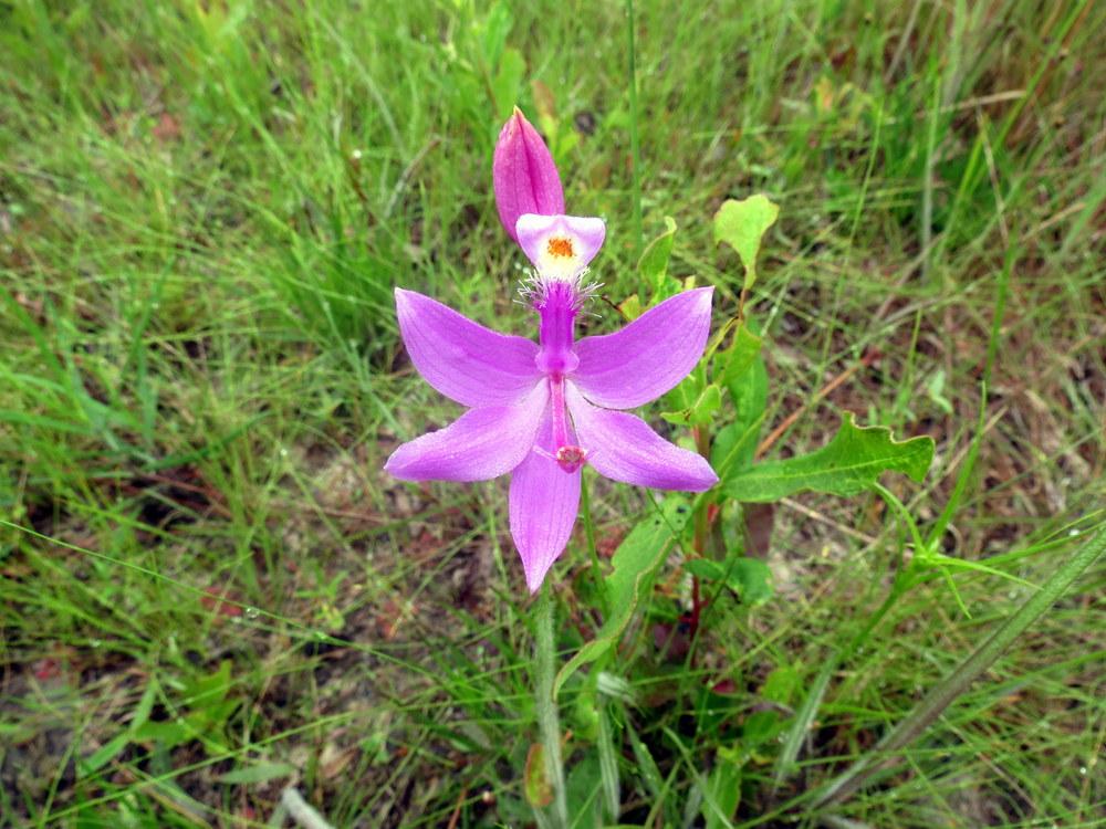 Photo of Grass Pink Orchid (Calopogon tuberosus) uploaded by Horntoad