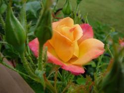 Thumb of 2014-10-25/Roses_R_Red/3bcdc1