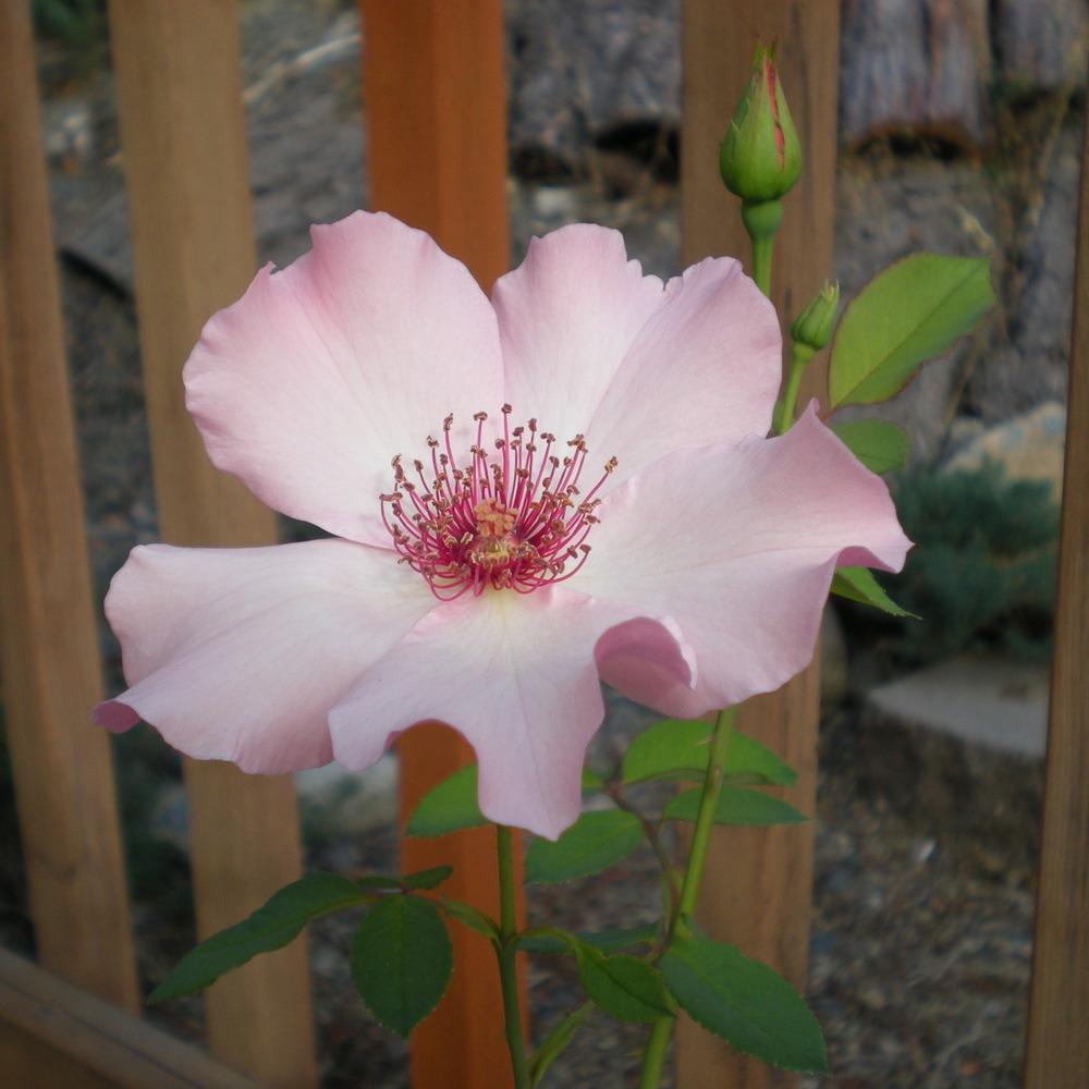 Photo of Rose (Rosa 'Dainty Bess') uploaded by campsharyn