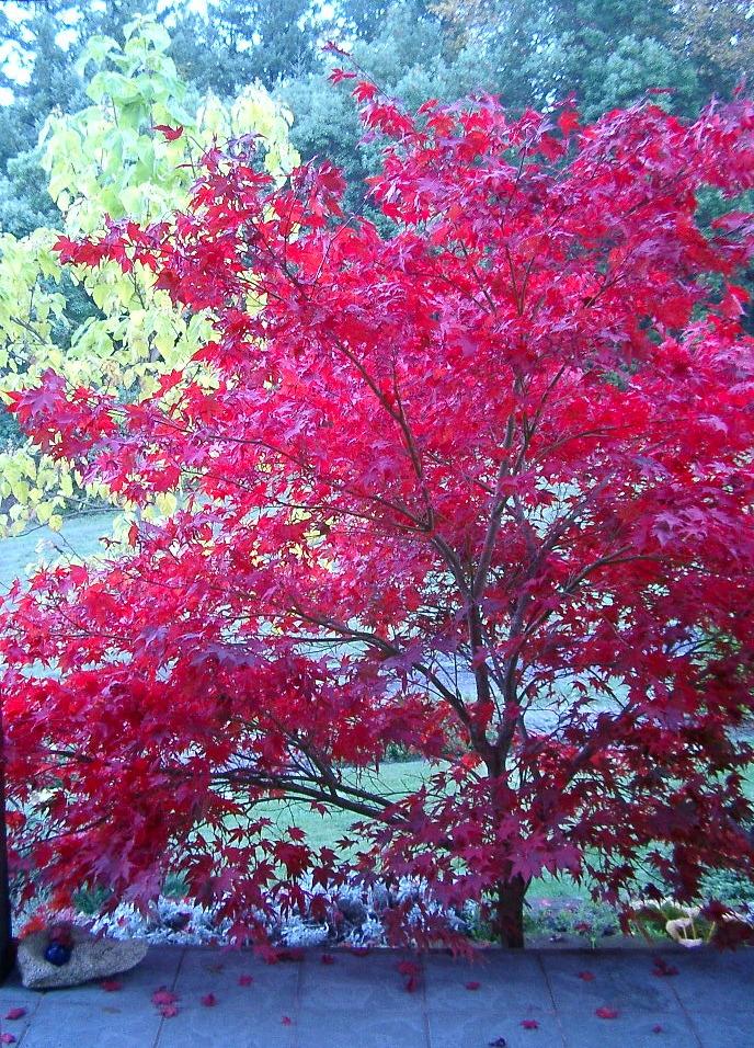 Photo of Japanese Maple (Acer palmatum 'Beni Hoshi') uploaded by campsharyn