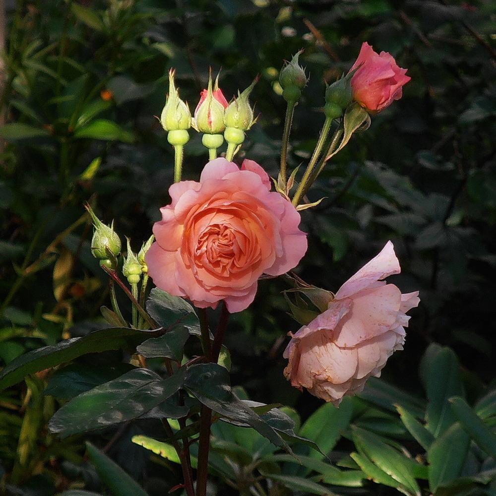 Photo of English Shrub Rose (Rosa 'Leander') uploaded by magga