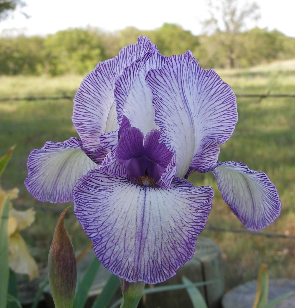 Photo of Arilbred Iris (Iris 'Jonnye's Magic') uploaded by needrain