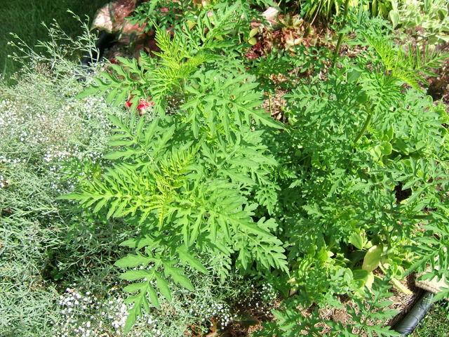 Photo of Common Ragweed (Ambrosia artemisiifolia) uploaded by pirl