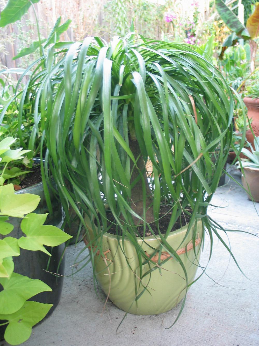 Photo of Ponytail Palm (Beaucarnea recurvata) uploaded by Calif_Sue