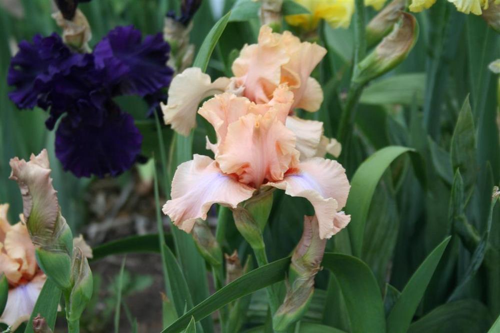 Photo of Tall Bearded Iris (Iris 'Sunset Plaza') uploaded by KentPfeiffer
