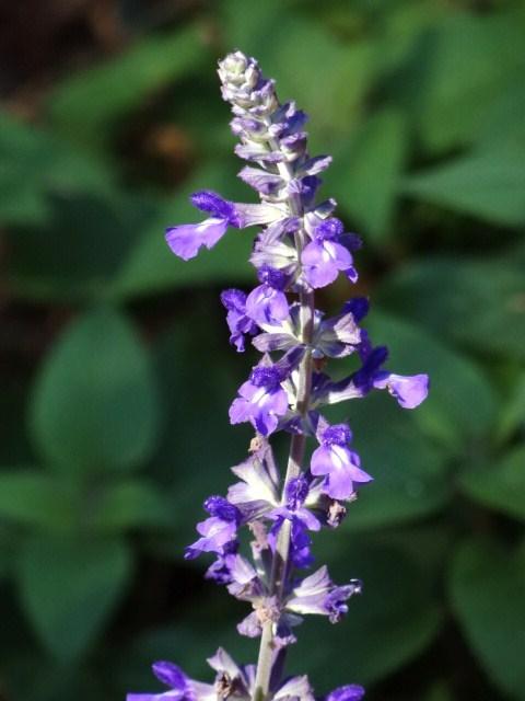 Photo of Sage (Salvia Mystic Spires) uploaded by Sheridragonfly
