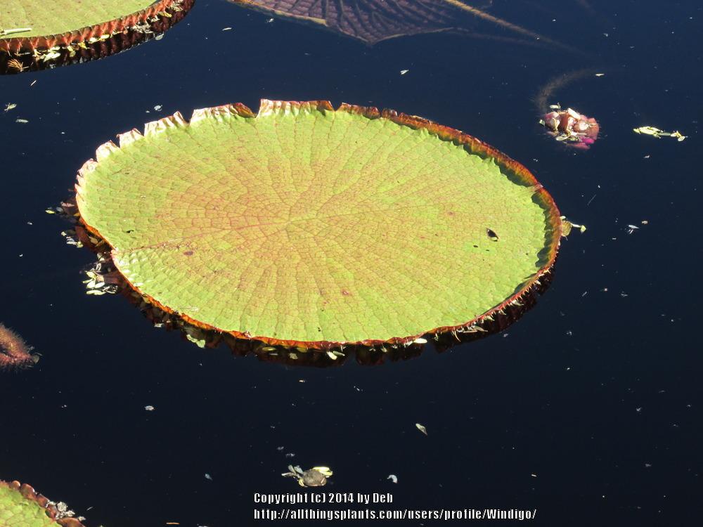 Photo of Giant Water Lily (Victoria 'Longwood Hybrid') uploaded by Windigo