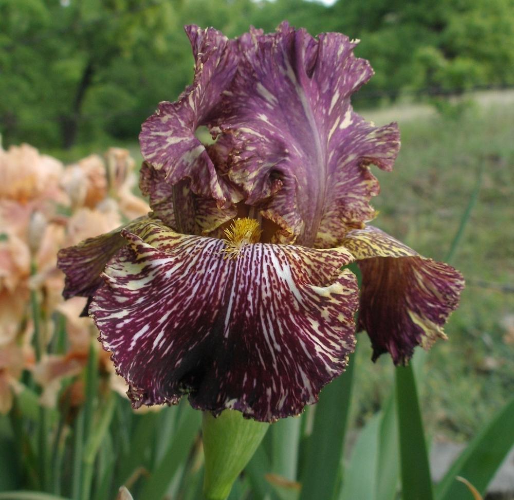 Photo of Tall Bearded Iris (Iris 'Bewilderbeast') uploaded by needrain