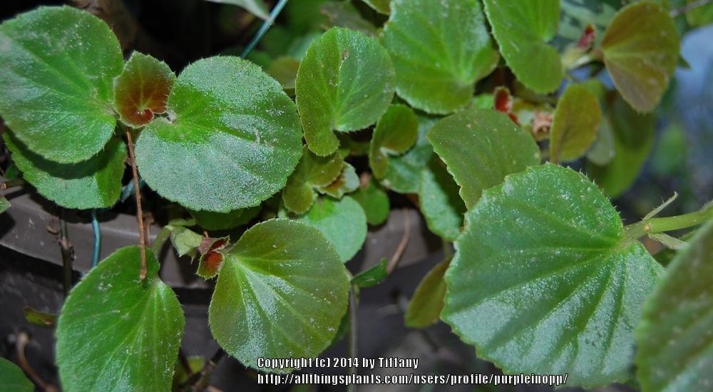 Photo of Wax Begonia (Begonia cucullata) uploaded by purpleinopp