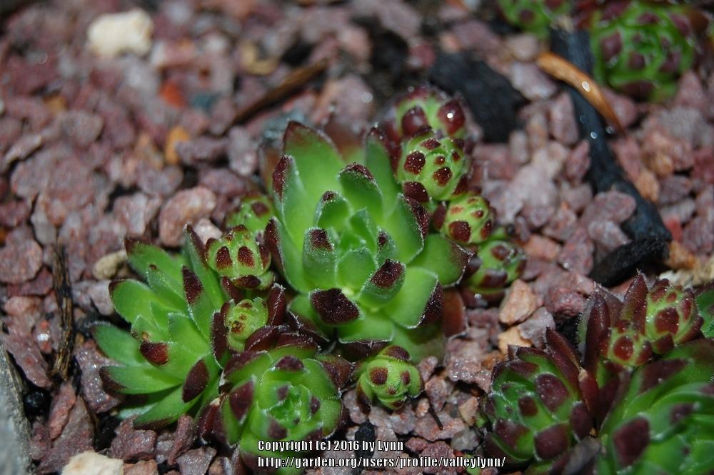 Photo of Rollers (Sempervivum globiferum subsp. glabrescens 'from Smeryouka') uploaded by valleylynn
