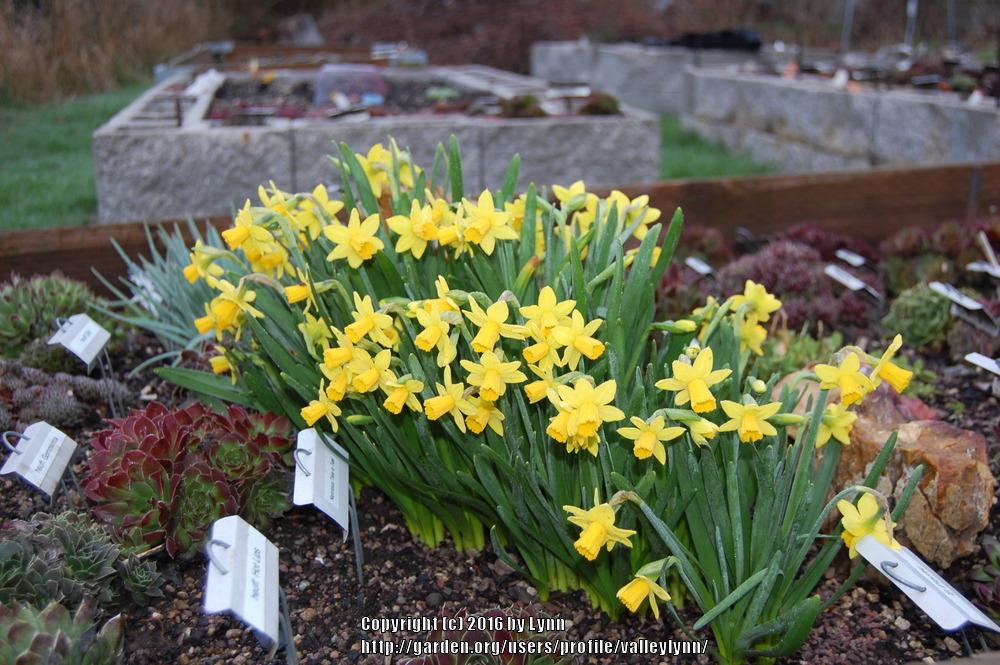 Photo of Daffodil (Narcissus 'Tete-a-Tete') uploaded by valleylynn