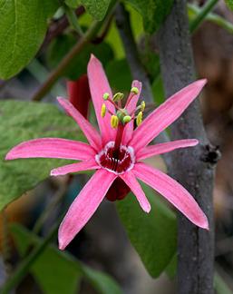 Photo of Passionflower (Passiflora sanguinolenta) uploaded by Calif_Sue