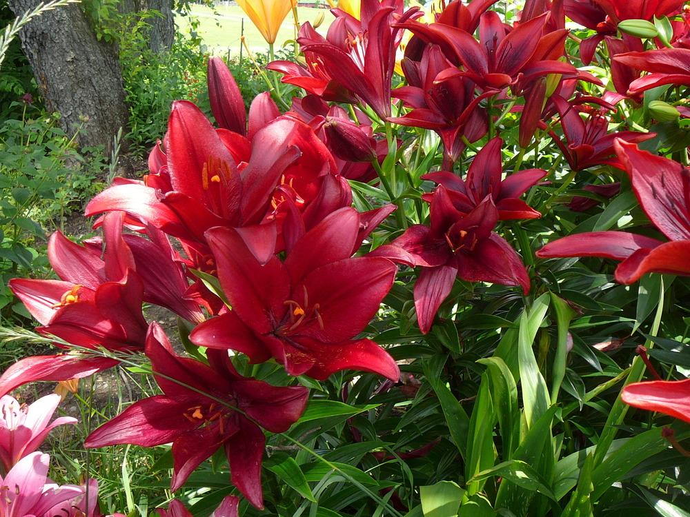 Photo of Lily (Lilium 'Black Out') uploaded by Roses_R_Red