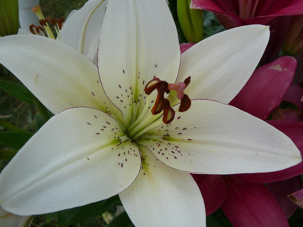 Photo of Lily (Lilium 'Eyeliner') uploaded by Roses_R_Red