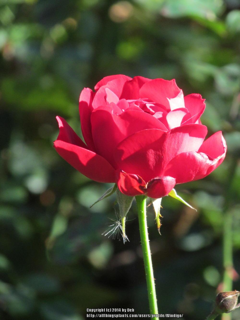 Photo of Rose (Rosa 'Lilli Marleen') uploaded by Windigo