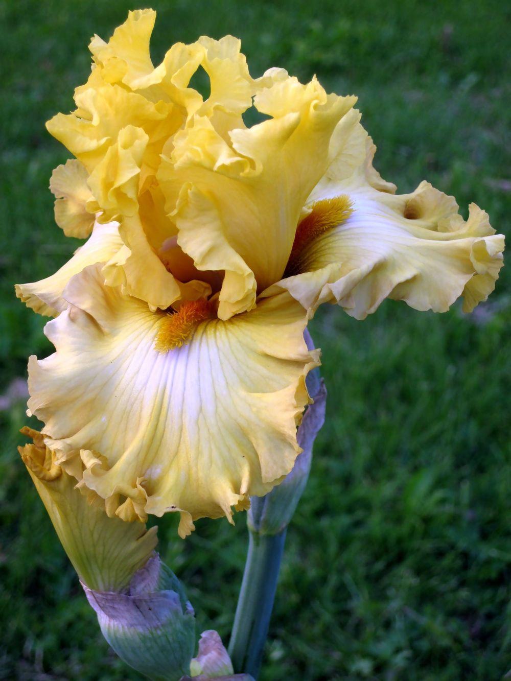 Photo of Tall Bearded Iris (Iris 'Frilled to Bits') uploaded by barashka
