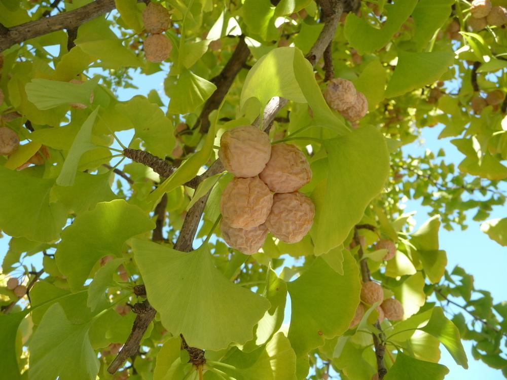 Photo of Maidenhair Tree (Ginkgo biloba) uploaded by gardengus