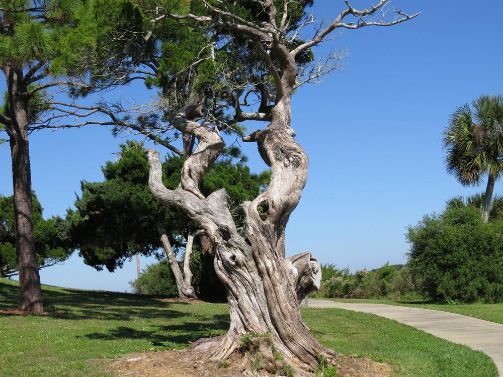 Photo of Southern Red-Cedar (Juniperus virginiana var. silicicola) uploaded by plantladylin
