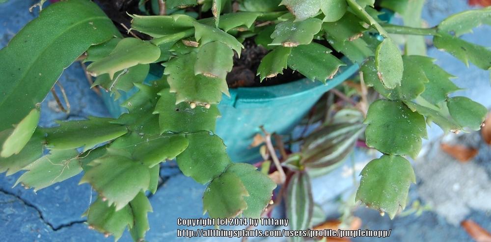 Photo of Christmas Cactus (Schlumbergera truncata) uploaded by purpleinopp