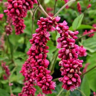 Photo of Kiss Me over the Garden Gate (Persicaria orientalis) uploaded by Calif_Sue