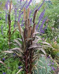 Photo of Ornamental Millet (Cenchrus americanus 'Purple Majesty') uploaded by Calif_Sue