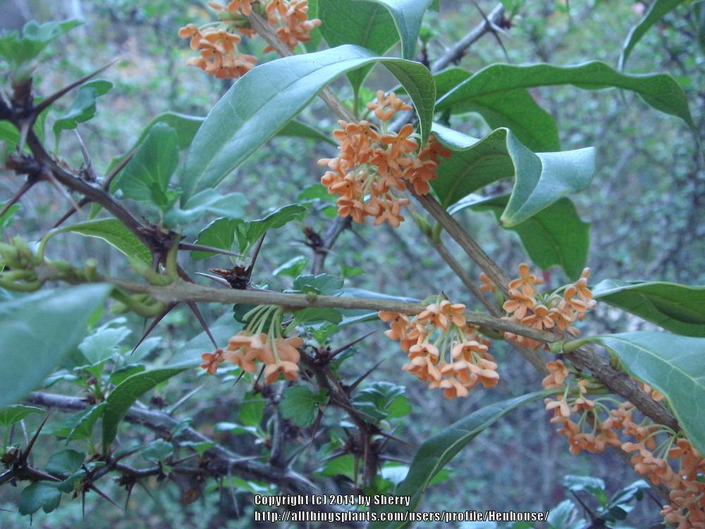 Photo of Orange-Flowered Tea Olive (Osmanthus fragrans var. aurantiacus) uploaded by Henhouse