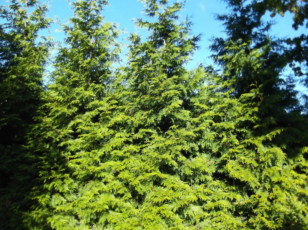 Photo of Arborvitae (Thuja 'Green Giant') uploaded by Linneaj