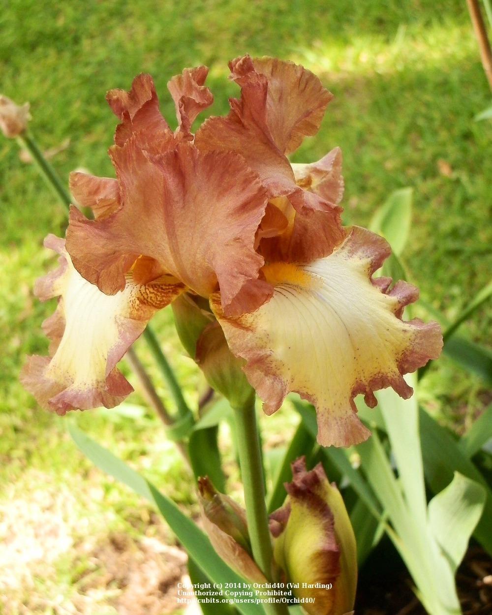 Photo of Tall Bearded Iris (Iris 'Smoke Rings') uploaded by Misawa77