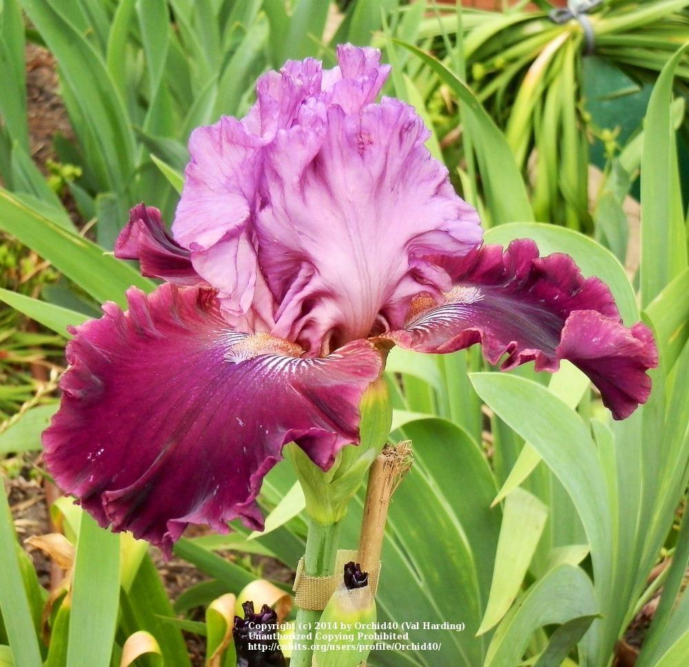 Photo of Tall Bearded Iris (Iris 'Satsuma Charm') uploaded by Misawa77