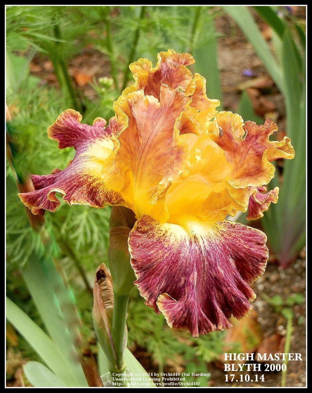 Photo of Tall Bearded Iris (Iris 'High Master') uploaded by Misawa77