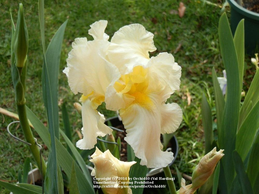 Photo of Tall Bearded Iris (Iris 'Thick and Creamy') uploaded by Misawa77