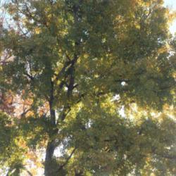 Location: Denver Metro CO
Date: 2014-10-27
Neighbor's cottonwood tree in the early morning autumn light