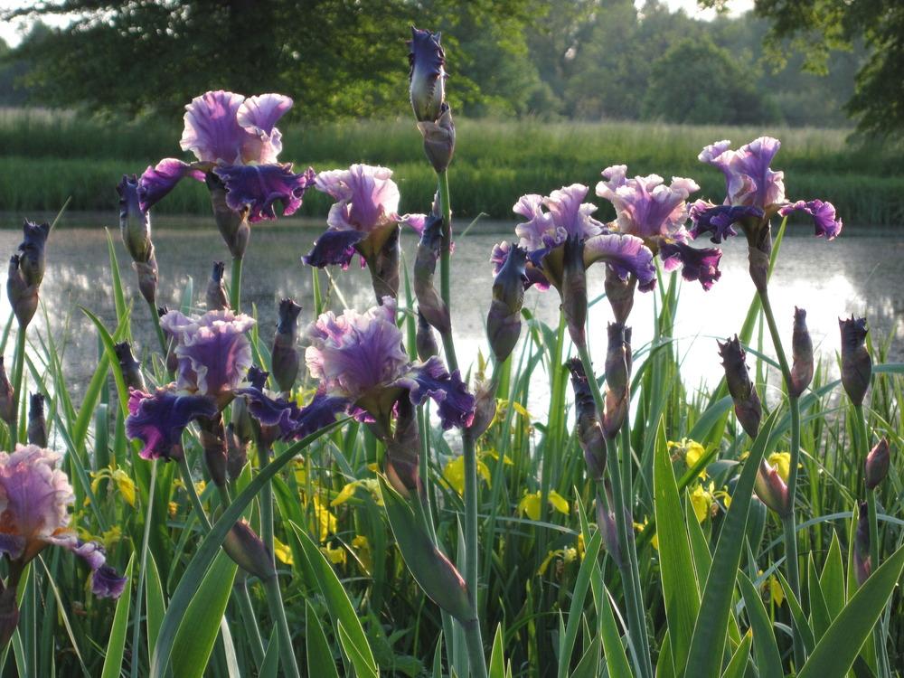 Photo of Tall Bearded Iris (Iris 'Lip Service') uploaded by barashka