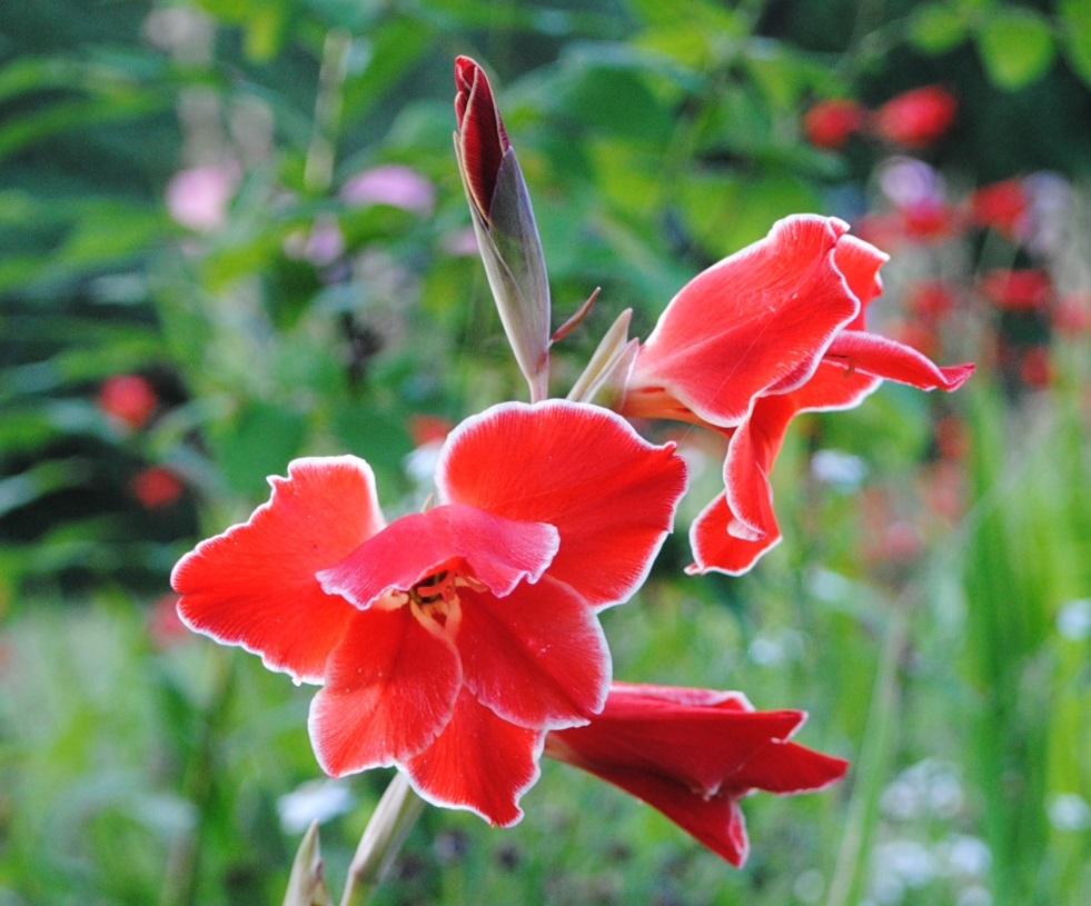 Photo of Gladiolus 'Atom' uploaded by chelle