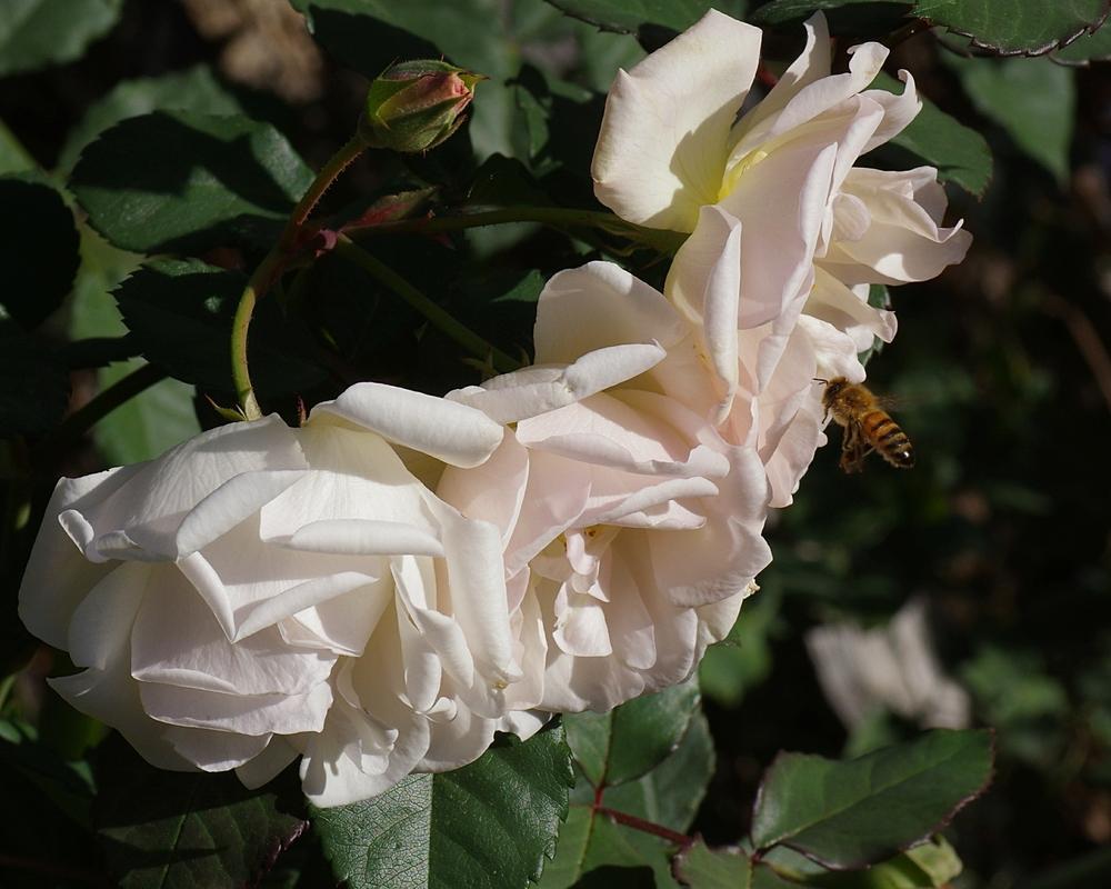 Photo of Rose (Rosa 'Penelope') uploaded by dirtdorphins