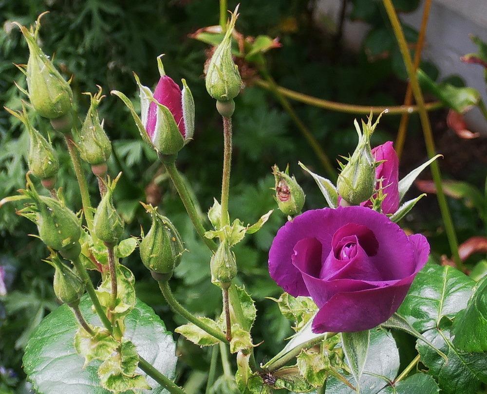 Photo of Rose (Rosa 'Rhapsody in Blue') uploaded by magga