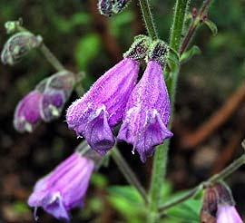 Photo of Sage (Salvia hians) uploaded by Calif_Sue