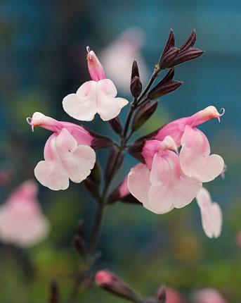 Photo of Autumn Sage (Salvia greggii 'Stormy Pink') uploaded by Calif_Sue